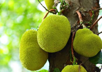 5 árvores frutíferas que podem causar dores de cabeça no seu quintal