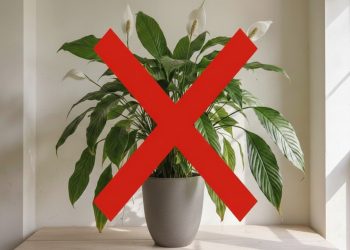 Esqueça o lírio-da-paz: essas flores tropicais são as novas tendências para decorar sua casa com luz indireta