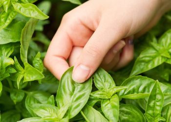 Planta aromática para semear em janeiro que cresce rápido, dura o verão todo e perfuma sua casa