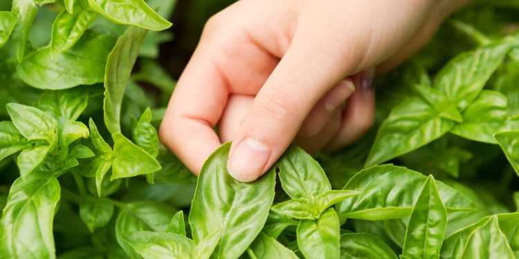 Planta aromática para semear em janeiro que cresce rápido, dura o verão todo e perfuma sua casa