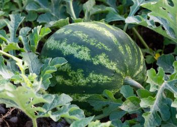 Fruta de verão no quintal? Saiba como plantar melancia e colher em 100 dias