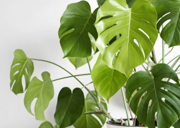 5 plantas de interior que podem durar 10 anos, embelezam sua casa e não precisam de grandes cuidados