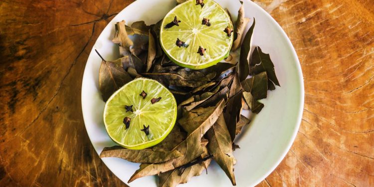 Receitas simples e barata para afastar moscas e baratas de casa sem produtos químicos