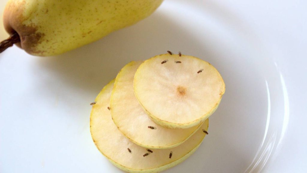 mosquitinhos de fruta