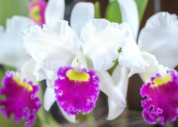 A flor de pétalas gigantes que transforma qualquer ambiente