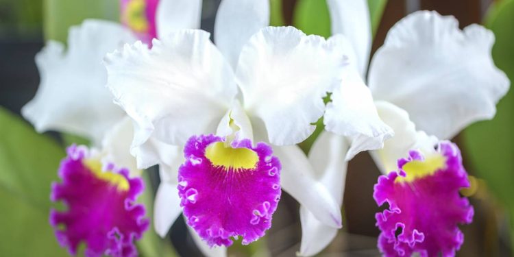 A primeira experiência com uma orquídea Cattleya costuma ser marcada por um misto de encantamento e medo - Créditos: depositphotos.com / huythoai1978@gmail.com