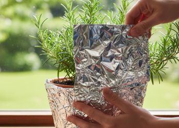 Por que tanta gente está colocando papel alumínio no vaso de alecrim?