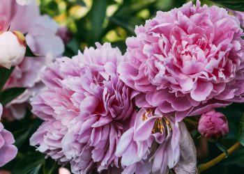 Essa flor é ideal para embelezar varandas pequenas, não causa alergias e requer baixa manutenção