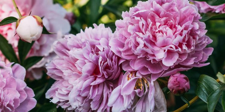 Essa flor é ideal para embelezar varandas pequenas, não causa alergias e requer baixa manutenção