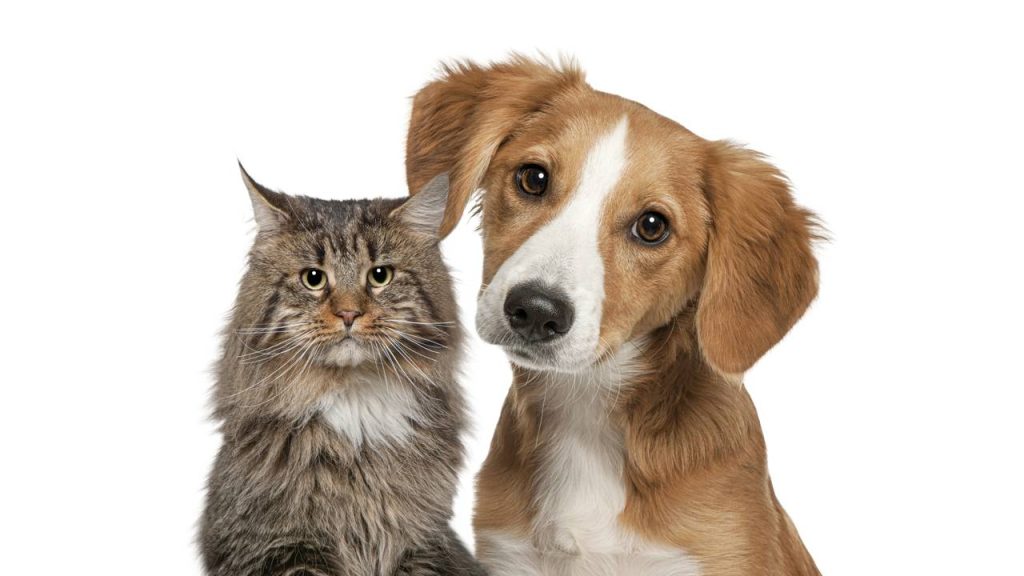 Não gostar de animais te torna frio? a psicologia explica o que esse desconforto realmente revela