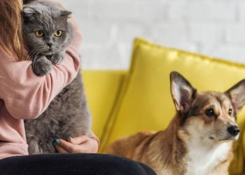 Como adaptar a rotina para morar com pets sem perder tempo na correria do dia a dia