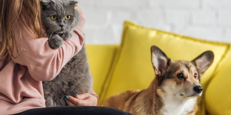 Como adaptar a rotina para morar com pets sem perder tempo na correria do dia a dia
