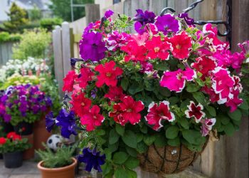 Como plantar petúnias em vasos e ter um jardim colorido o ano todo