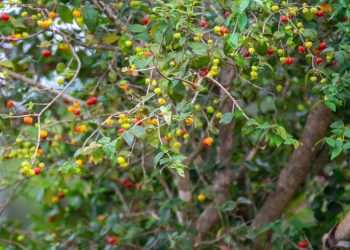 5 árvores frutíferas que não crescem demais e não fazem muita sujeira para ter frutas em pouco espaço