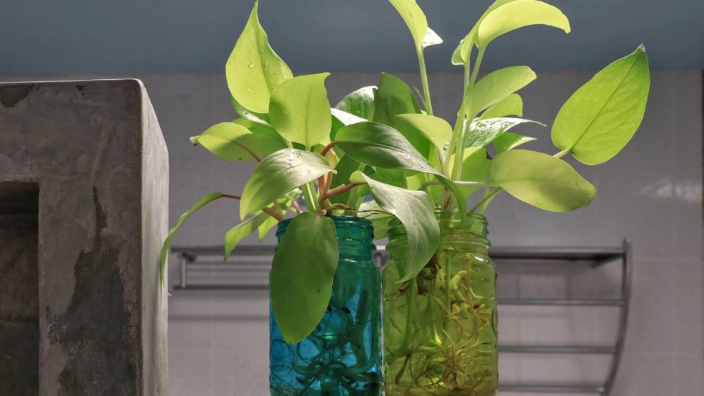 plantas aquáticas