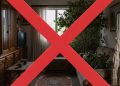 Nem toda planta combina: 6 espécies que não servem para ambientes internos