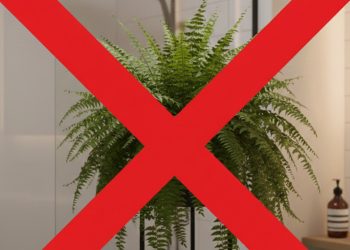 Esqueça a samambaia: essa planta é a nova tendência para decorar banheiros úmidos em 2026