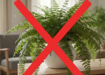 Esqueça as samambaias: essa flor é a nova tendência para decorar salas com pouco cuidado