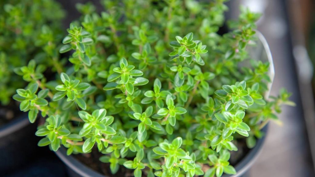 Plantas comestíveis fáceis de cuidar