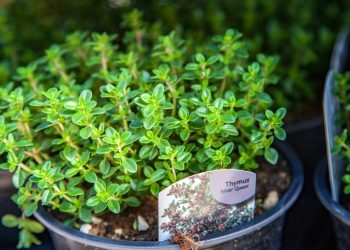 5 plantas comestíveis fáceis de cuidar que duram e rendem alimento o ano inteiro
