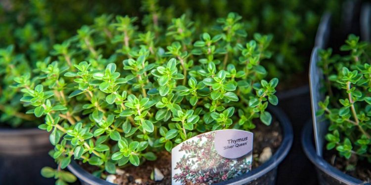 5 plantas comestíveis fáceis de cuidar que duram e rendem alimento o ano inteiro