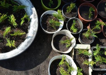 Quanto custa plantar temperos em vasos reaproveitados e como economizar de verdade