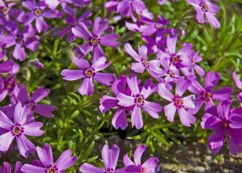 Três plantas para semear em janeiro e ter um jardim florido, colorido e resistente ao calor