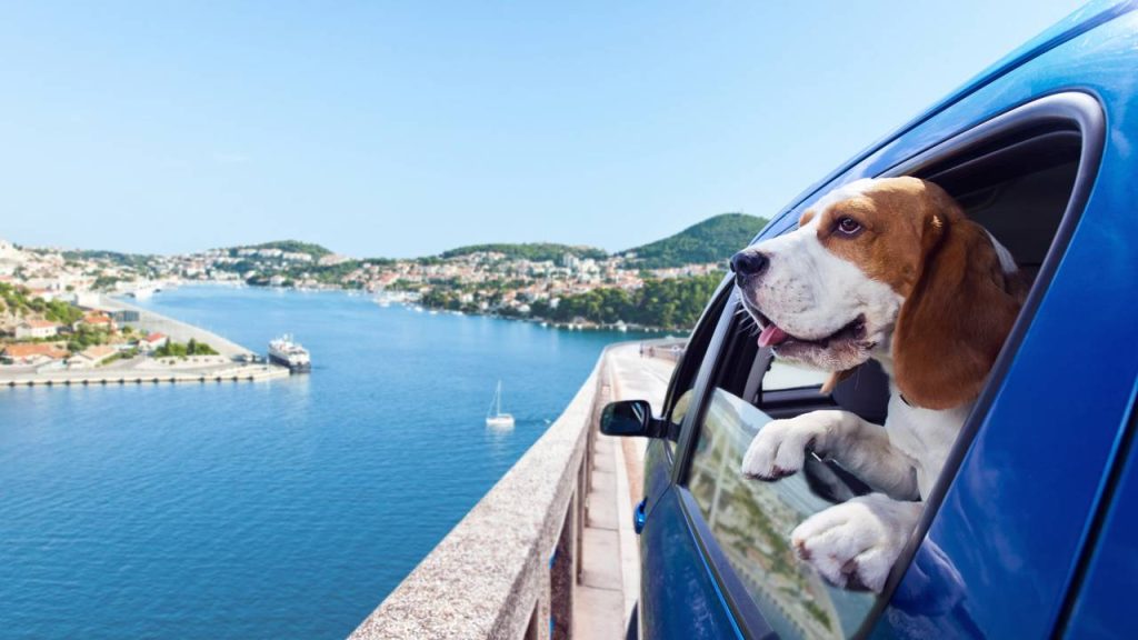 viajar com pet para a praia