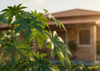 Aprenda a fazer um inseticida fungicida de mamona para eliminar as pragas do jardim