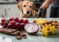 Poucos sabem: 10 alimentos perigosos que você jamais pode deixar seu cachorro comer