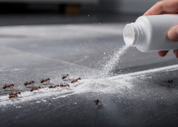 Colocar talco nos lugares por onde as formigas entram se tornou uma forma de acabar com elas