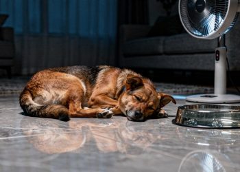 Veterinários alertam: você deve evitar que seu pet durma nestes 2 lugares durante o calor
