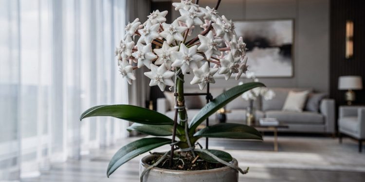 Diga adeus às orquídeas: essa flor é a nova tendência para decorar salas com luz indireta