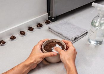 Mistura de café usado com bicarbonato ajuda a afastar formigas e baratas em casa