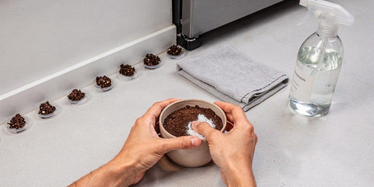 Mistura de café usado com bicarbonato ajuda a afastar formigas e baratas em casa