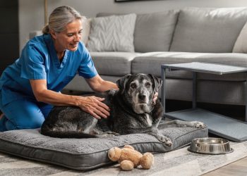 Cachorro idoso: estes cuidados simples fazem toda a diferença no bem-estar do seu melhor amigo