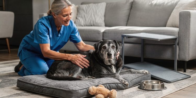 Cachorro idoso: estes cuidados simples fazem toda a diferença no bem-estar do seu melhor amigo