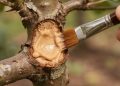 A receita de cicatrizante que salva plantas podadas usando apenas 3 ingredientes