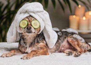 Água e sabão todo dia? Entenda o perigo do banho excessivo para cães no verão