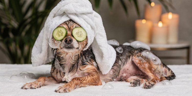Água e sabão todo dia? Entenda o perigo do banho excessivo para cães no verão
