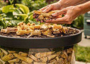 Centro do milho vira aliado das plantas e reduz o lixo doméstico de forma sustentável