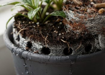 Palha de aço no vaso melhora drenagem e ainda ajuda a proteger suas plantas