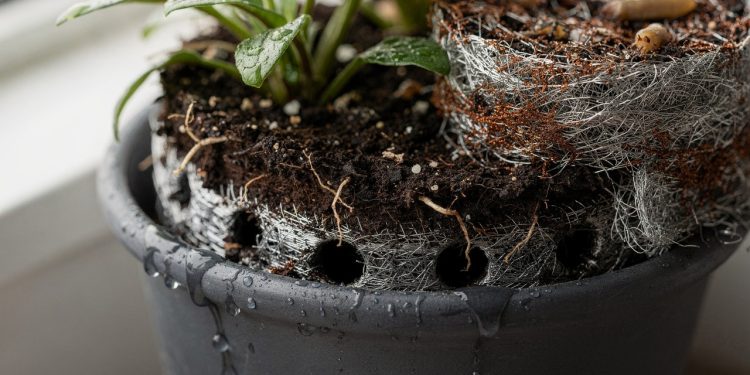 Palha de aço no vaso melhora drenagem e ainda ajuda a proteger suas plantas