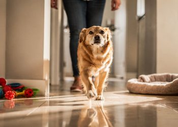 O que significa quando o seu cachorro te segue em todos os cantos da casa, segundo a psicologia?
