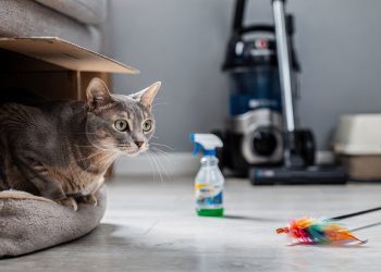 Seu gato anda estressado? A culpa pode ser destes 6 hábitos da sua rotina (e o que fazer)