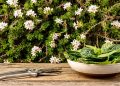 Pare de arrancar essa planta do muro: ela é nutritiva, resistente e dá flores delicadas