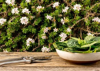 Pare de arrancar essa planta do muro: ela é nutritiva, resistente e dá flores delicadas