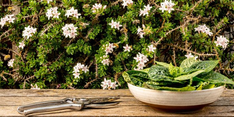 Pare de arrancar essa planta do muro: ela é nutritiva, resistente e dá flores delicadas