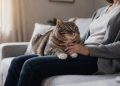 Estudo revela como os gatos escolhem seu humano preferido