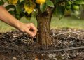 Pregos enferrujados no pé de limão: por que são recomendados por jardineiros e para que servem?